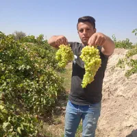 فروش ویژه نهال