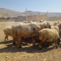قوچ بختیاری