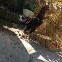 خروس لاری