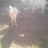 یکساله دو رگ سانن.|حیوانات مزرعه|تربت جام, معدآباد|دیوار