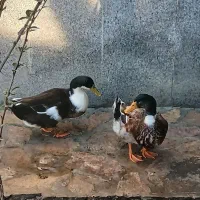 حیوانات مزرعه|حیوانات مزرعه|طرقبه, |دیوار