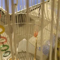 مرغ مینا و عروس هلندی و مرغ عشق|پرنده|قم, زینبیه|دیوار