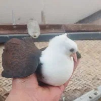 دو عدد کبوتر سرسفید