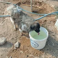 سگ تیبتان اسپانیل|سگ|بهبهان, |دیوار