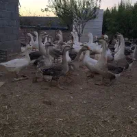 قو غاز اردک بومی و اردک لال فروش فوری بعلت حابجایی|حیوانات مزرعه|برخوار, |دیوار