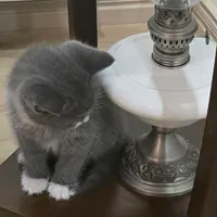 بچه گربه|گربه|تبریز, |دیوار