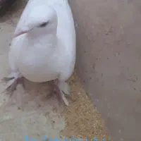 تعداد گبوتر سالم