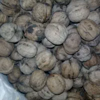 گردو|خوردنی و آشامیدنی|دوزین, |دیوار