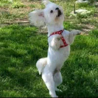 اقساط آموزش سگ تربیت سگ در محل شما