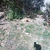 سگ ماده|سگ|ایجرود, |دیوار