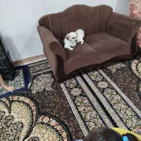 سگ  خونگی واکسن زده|سگ|خرم‌آباد, |دیوار