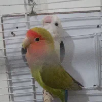 یک جفت طوطی برزیلی