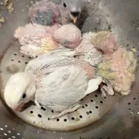 طوطی برزیلی.عروس هلندی.پرنده