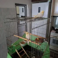 عروس هلندی لوتینو نر و ماده|پرنده|کرمانشاه, |دیوار