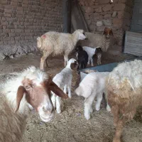 میش بره ۵عدد شک|حیوانات مزرعه|دره شهر, |دیوار