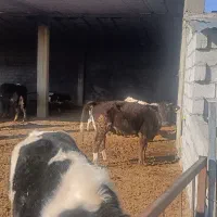 با سلام اجاره گاوداری شیری تازه ساخت|اجارهٔ خانه و ویلا|لاران, |دیوار