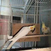 جفت عروس هلندی مولد