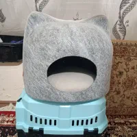 گربه اسکاتیش برتیش|گربه|تبریز, |دیوار