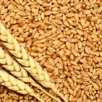 گندم فروشی تناژ کیلویی ۵۵