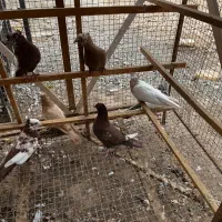 دوازده عدد دمبی طوقدار مقلف