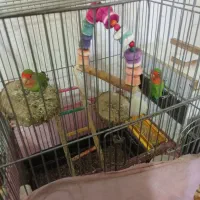 یک جفت طوطی برزیلی مولد