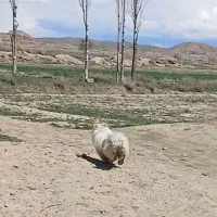 سگ پاکوتاه معاوضه مرغ خروس