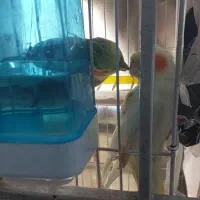 عروس هلندی جفت