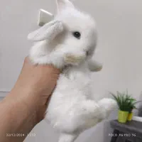 بچه خرگوش مینی لوپ لپ مینیاتوری اموزش دیده|موش و خرگوش|مشهد, هفده شهریور|دیوار