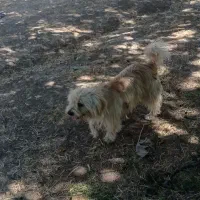 1111|سگ|لیلان, |دیوار