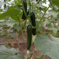 فروش خیار گلخانه ای