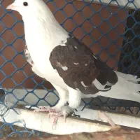 کفترفروشی|پرنده|شاهرود, |دیوار