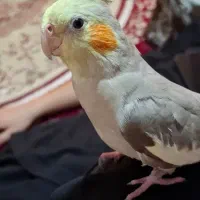 گم شده
