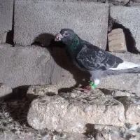 کبوتر دورگه و تکپر|پرنده|نگین شهر, |دیوار