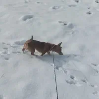 سگ نژاد اشپیتز