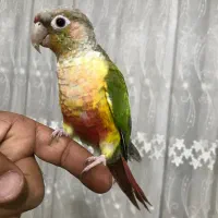 طوطی گرینچیک دستی