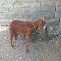 بز ماده قیمت ۸ ملیون