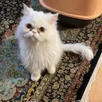 سه عدد گربه نر ماده
