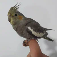 عروس هلندی دستی|پرنده|اسدآباد, |دیوار