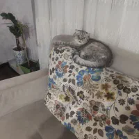 فروش گربه اسکاتیش فولد