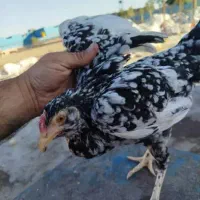 تخم نطفه دار گلین