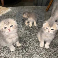 گربه
