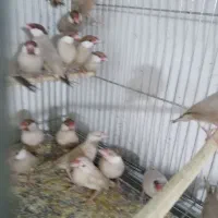 فنچ نرگسی|پرنده|ارومیه, |دیوار