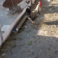 خروس شش ماه جوان