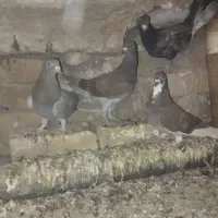 ۴ تا جوجه جوانه