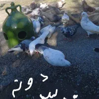 دلیل‌اگهیم‌کمبودجاس‌مستعجریم‌بیشترشون‌دونه‌۳۰۰‌