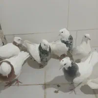 کبوتر طوقی|پرنده|سرپل ذهاب, |دیوار