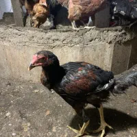 خروس محلی و خروس لاری|حیوانات مزرعه|گرگان, |دیوار