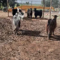 6عدد تیر بز شهر کردی|حیوانات مزرعه|شوش, |دیوار