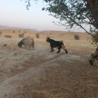 فروش کهره بذری|حیوانات مزرعه|جره و بالاده, |دیوار