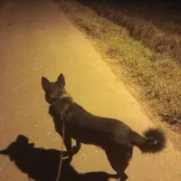 سگ ژرمن بلک|سگ|خشکبیجار, |دیوار